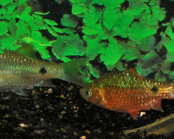 Pethia Conchonius L