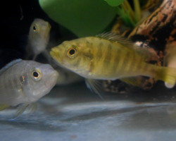 Haplochromis Nyererei Zue Island S