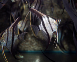 P. Scalare Colombia M/L