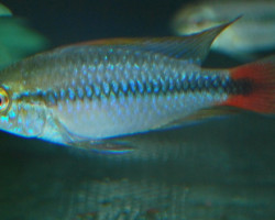 Apistogramma Sp. Rio Mamore M