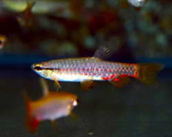 Pyrrhulina Brevis L