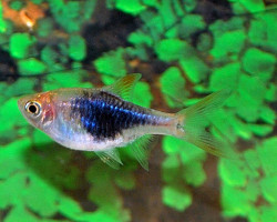 Rasbora Heteromorpha Blue M