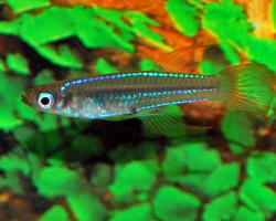 Micropanchax Scheeli L