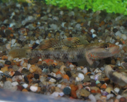 Rhinogobius Duospilus S