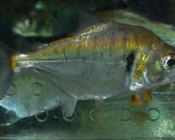 Serrasalmus Manueli L