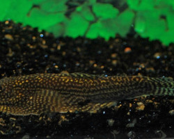 Sewellia Sp. Spotted Ml