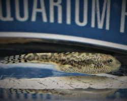 Sewellia Breviventralis M/L
