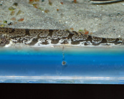 Canthophrys Gongota M