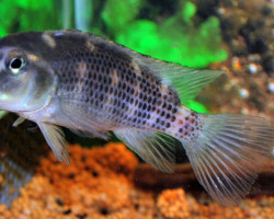 Steatocranus Casuarius S/M
