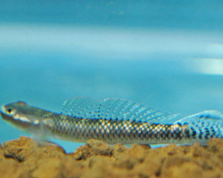 Stiphodon Atropurpureus L