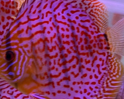 Symphysodon Aeq. Leopard S/M