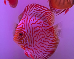 S. Aequifasciatus Pigeon Blood M/L