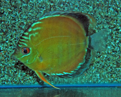 S. Aequifasciatus Uatuma Xl