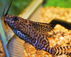 Synodontis Eupterus S