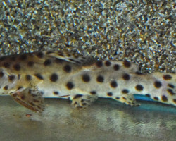 Synodontis Longirostris  L