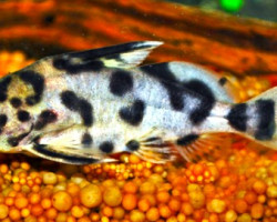 Synodontis Multipunctatus S/M