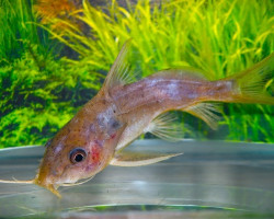 Synodontis Nigrita S