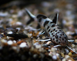 Synodontis Lucipinnis Xl