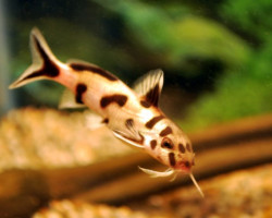 Synodontis Sp. Polli White S