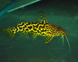 Synodontis Schoutedeni L