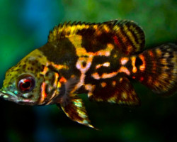 Astronotus Ocellatus Red Tiger S