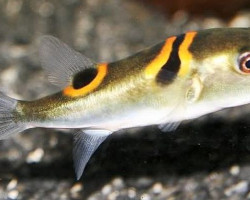 Takifugu Ocellatus Xl