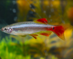 Tanichthys Albonubes Long Fin M
