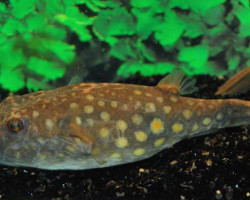 Tetraodon Abei L