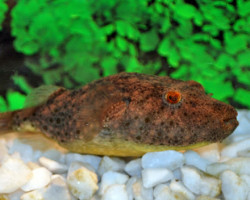 Tetraodon Baileyi S
