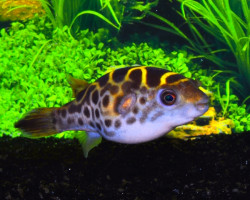Dichotomyctere Fluviatilis Xl