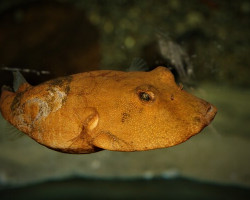 Tetraodon Miurus M/L