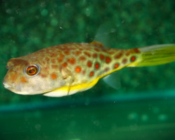 Tetraodon Pustulatus M
