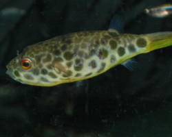 Tetraodon Schoutedeni M