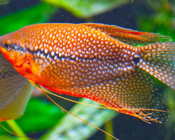 Trichopodus Leeri  L