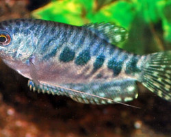 Trichopodus Trichopterus Marble L