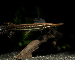 Atractosteus Tropicus M 20Cm