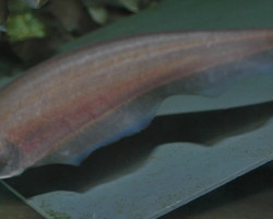 Xenomystus Nigri M/L