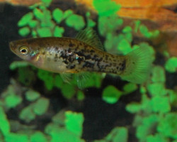 Xiphophorus Milleri S