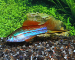 Xipho  Helleri Neon S/M