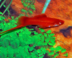Xipho  Helleri Red S/M