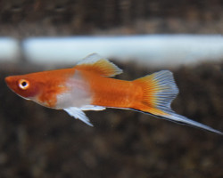 Xipho  Helleri Red/White S/M