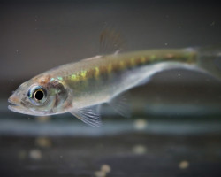 Opsariichthys Sp. Vietnam M