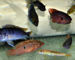 Cichlid Mix L