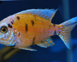 Aulonocara Sp. Orange Blotched S