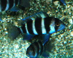 Cyphotilapia Frontosa M