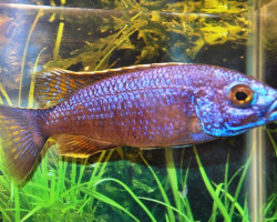 Sciaenochromis Fryeri Iceberg S