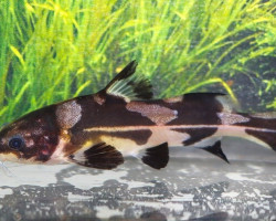 Bagroides Melapterus L