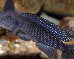 Lamprologus Tigripictillis L