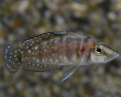 Altolamprologus Compressiceps Sumbushell M