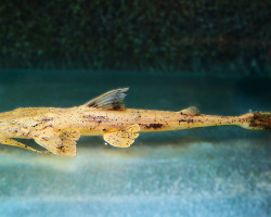 Bagarius Suchus L